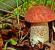 Польза и вред грибов для организма человека: новые исследования, советы диетолога